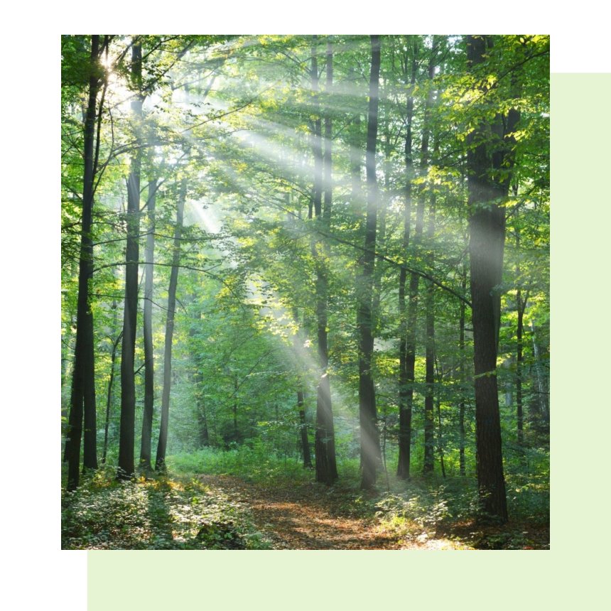 Préserver les forêts